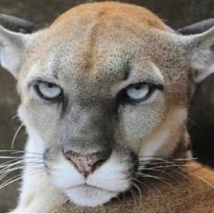 Meet your Posher, Filbert